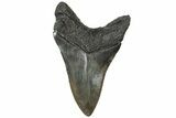 Colorful, Fossil Megalodon Tooth - South Carolina #310416-1